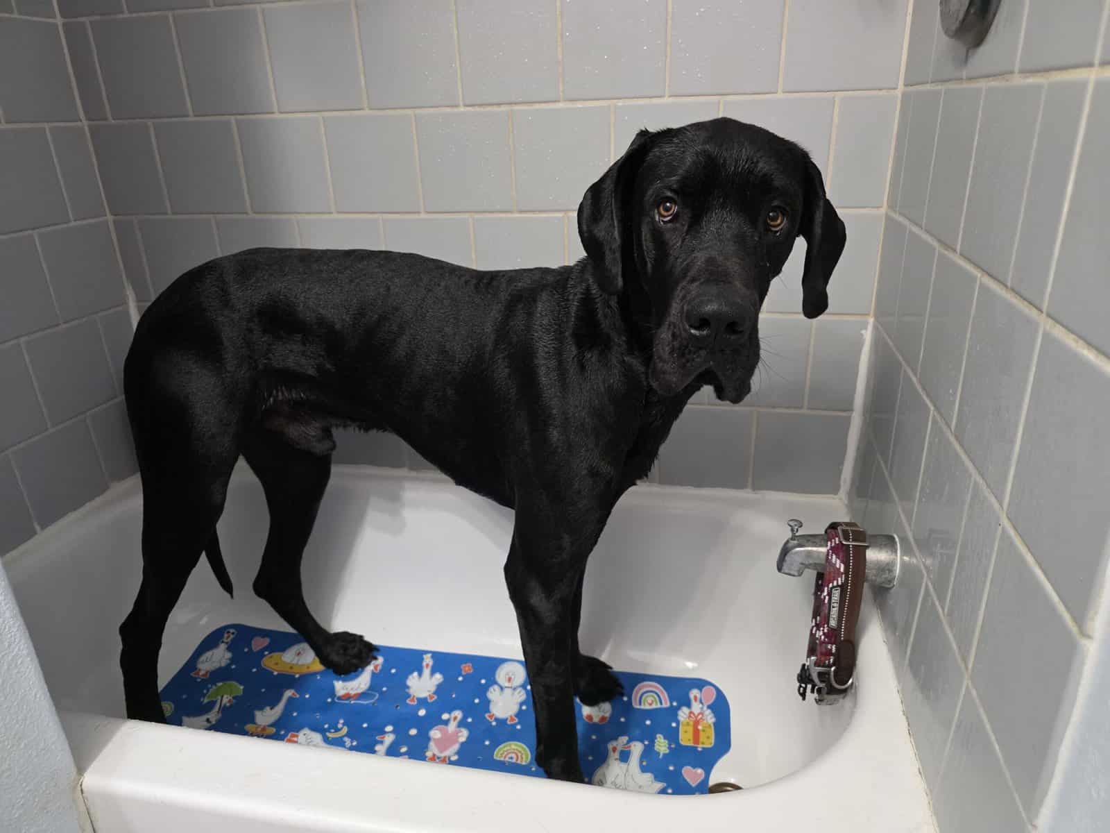 Great Dane puppies image 7