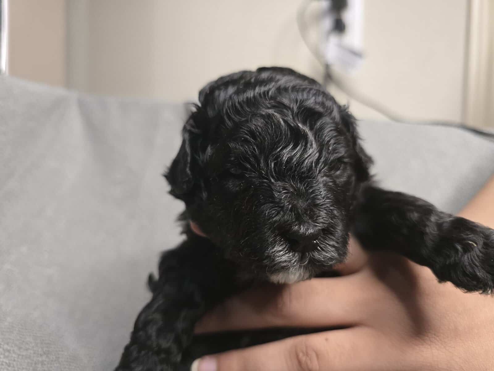 Adorable puppies looking for there forever home image 4
