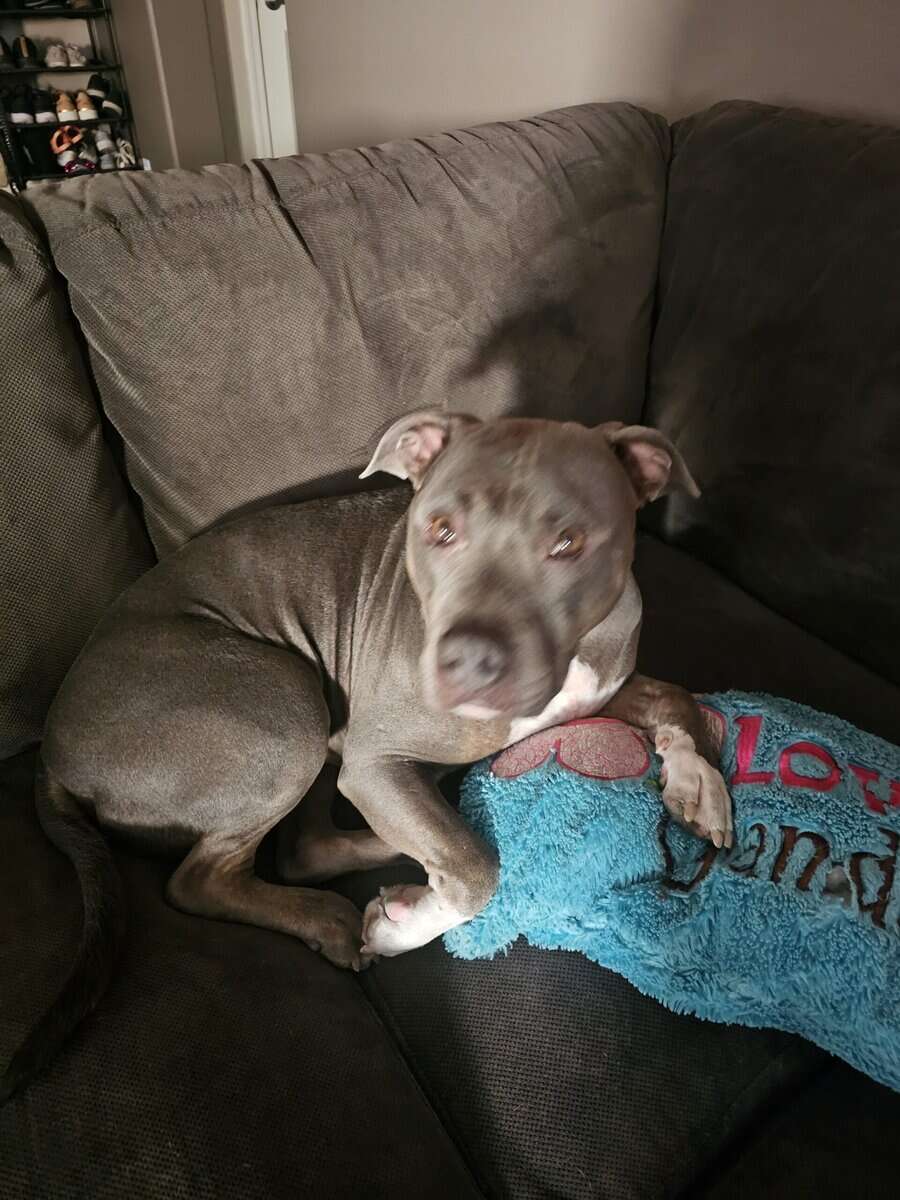 2 Blue nose pitbull siblings image 1