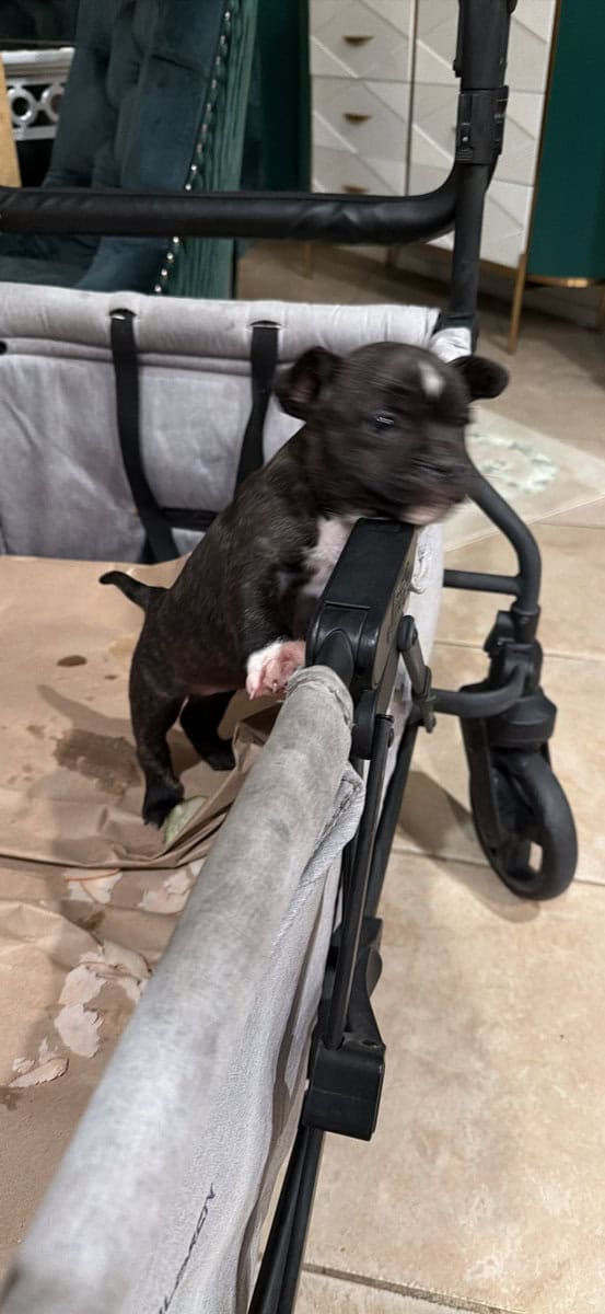 Frenchie Puppy image 1