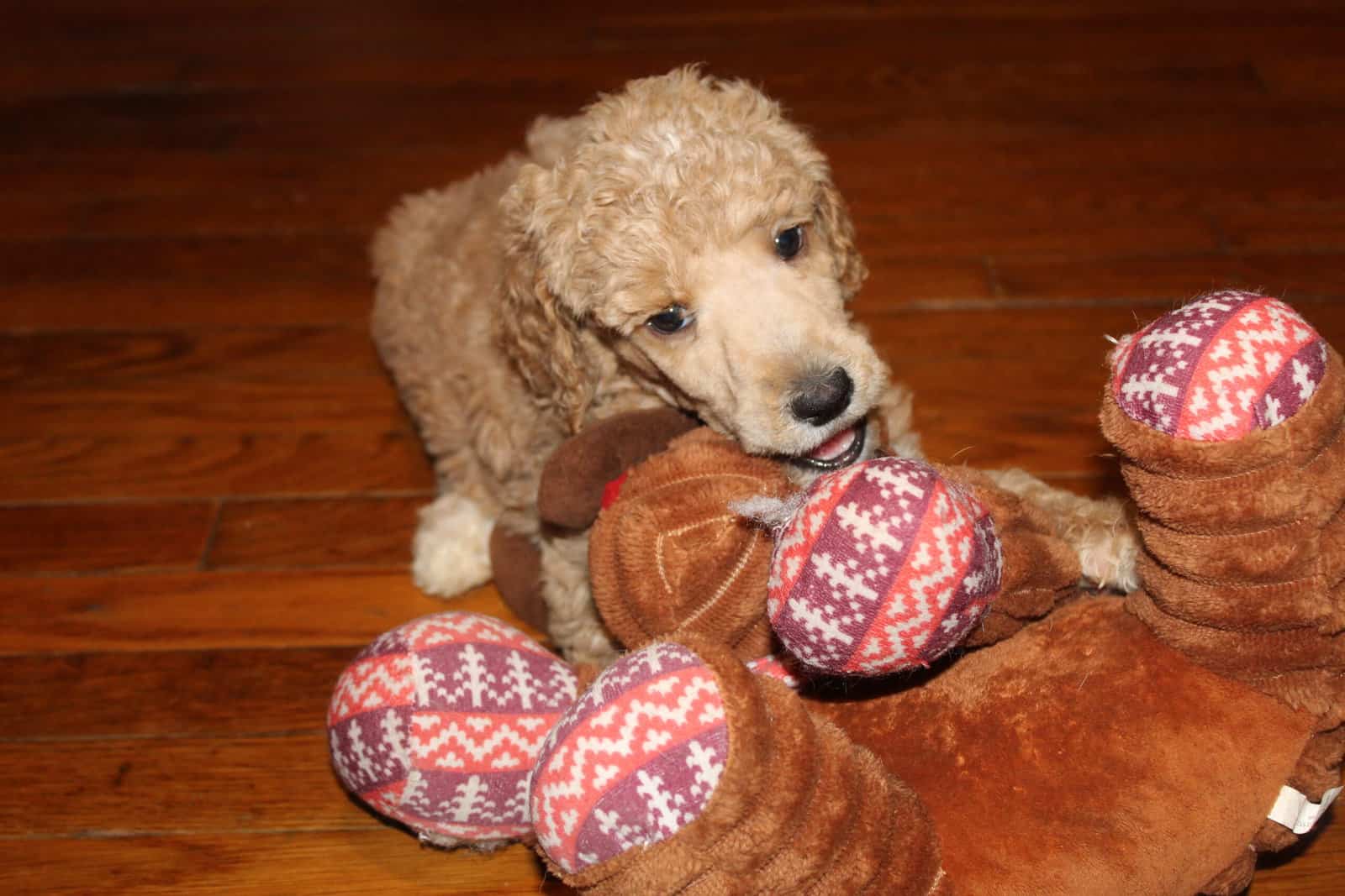 Standard poodle puppies image 3