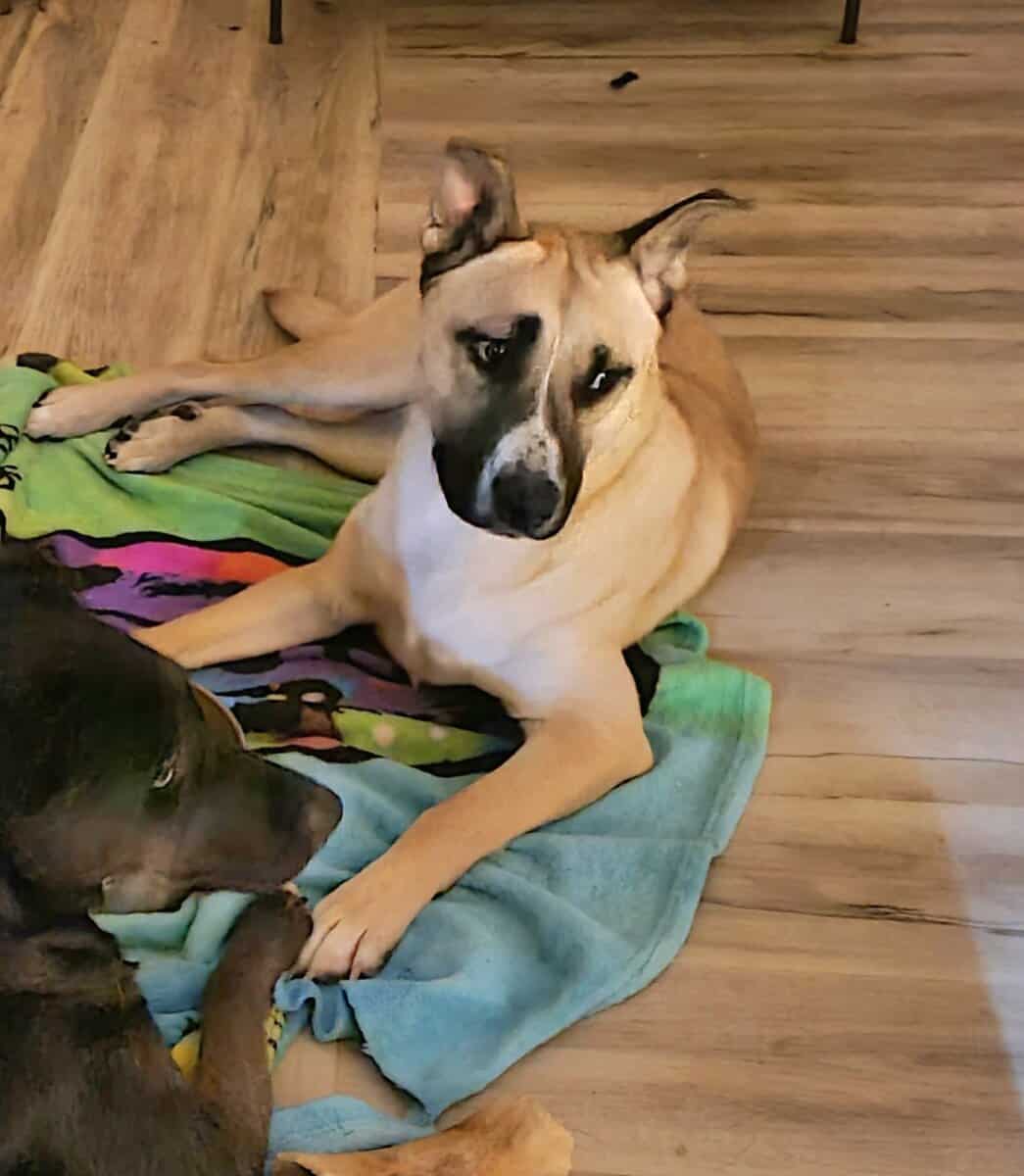Free Husky Pitbull Terrier 1.5yo image 1