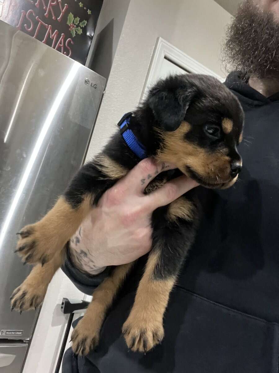 Dark Blue Collar Rottweiler image 2