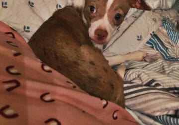 Chiweenie puppy 9 months merle