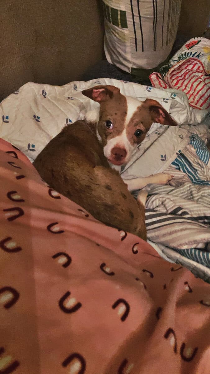 Chiweenie puppy 10 month merle female image 2