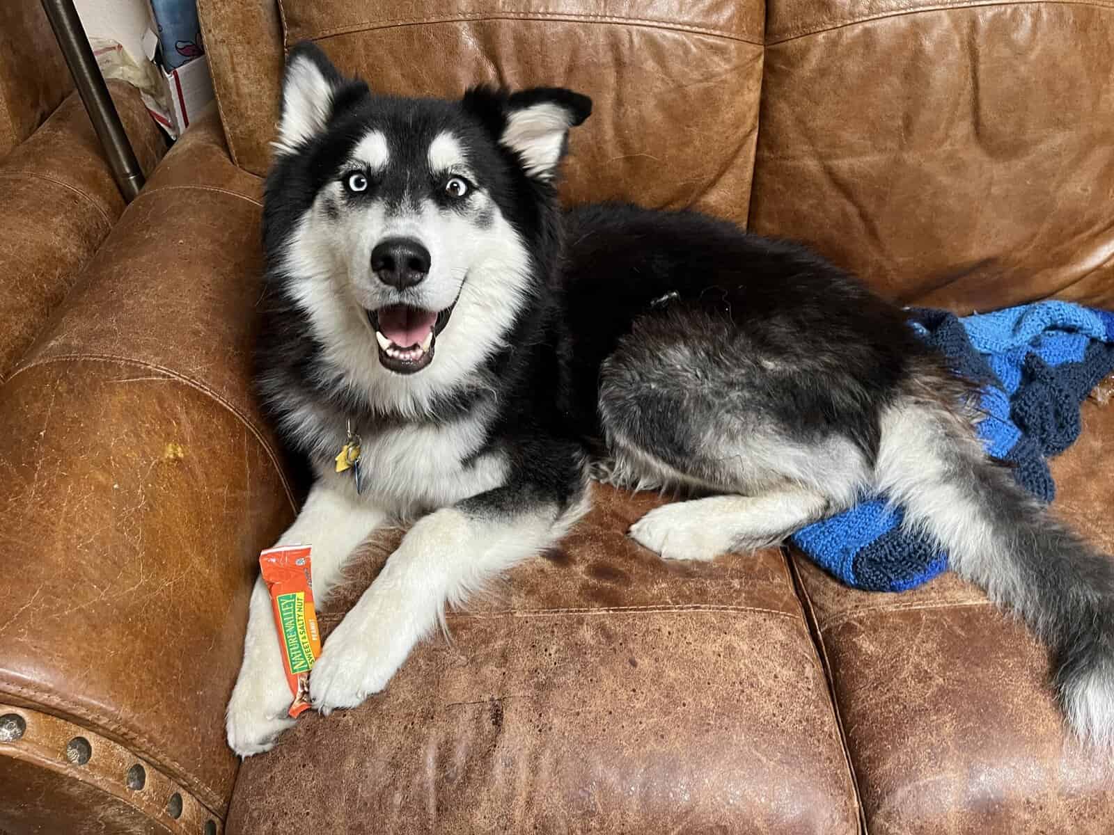 Male Husky image 1