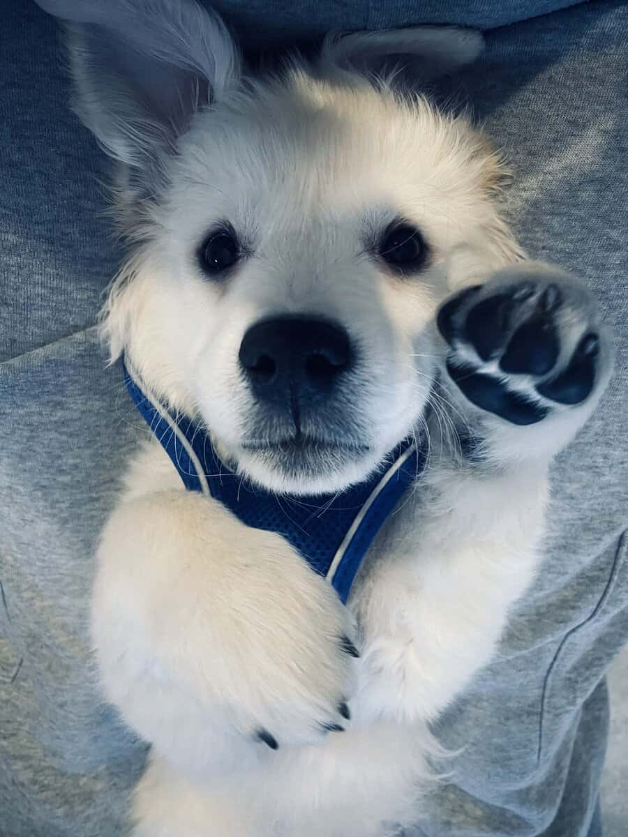 Meet Oakley! image 4