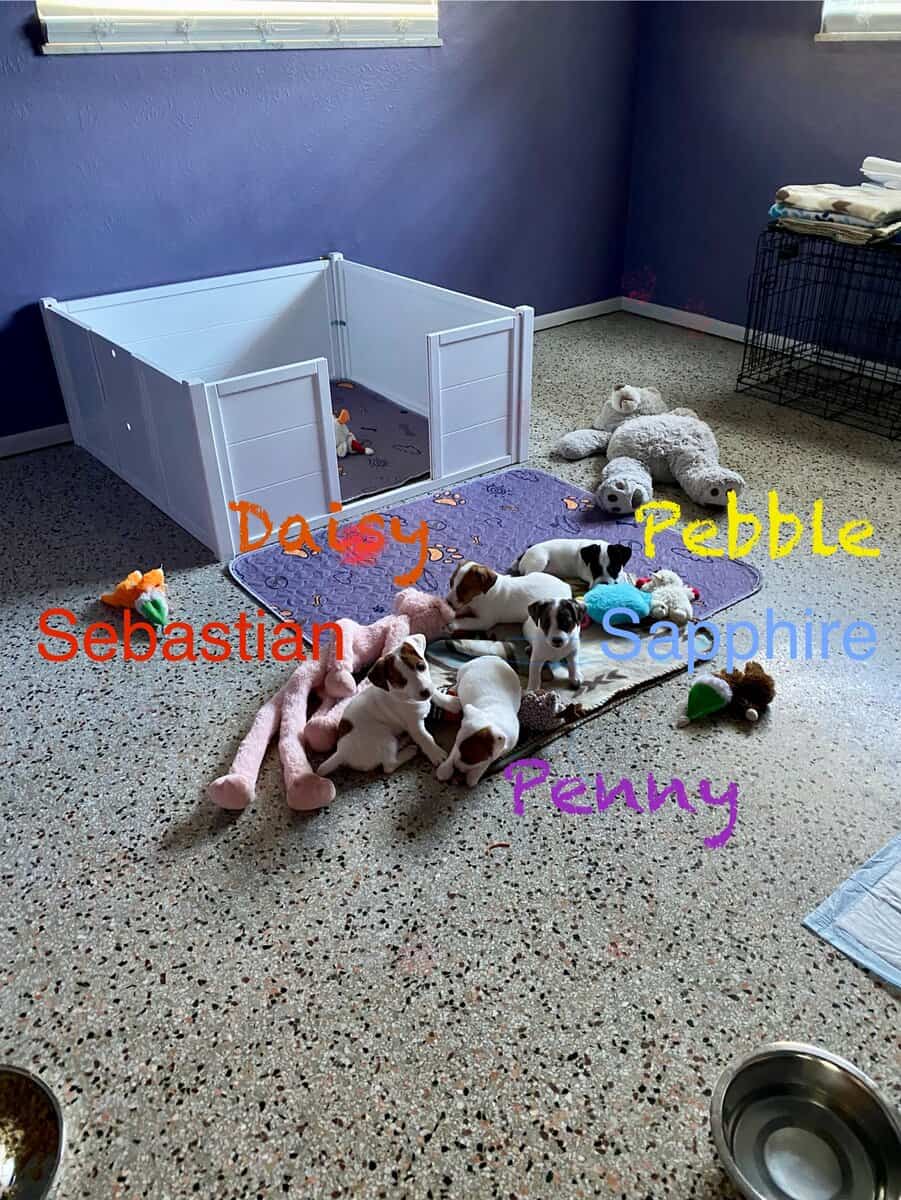 House of the Jack Russells image 1