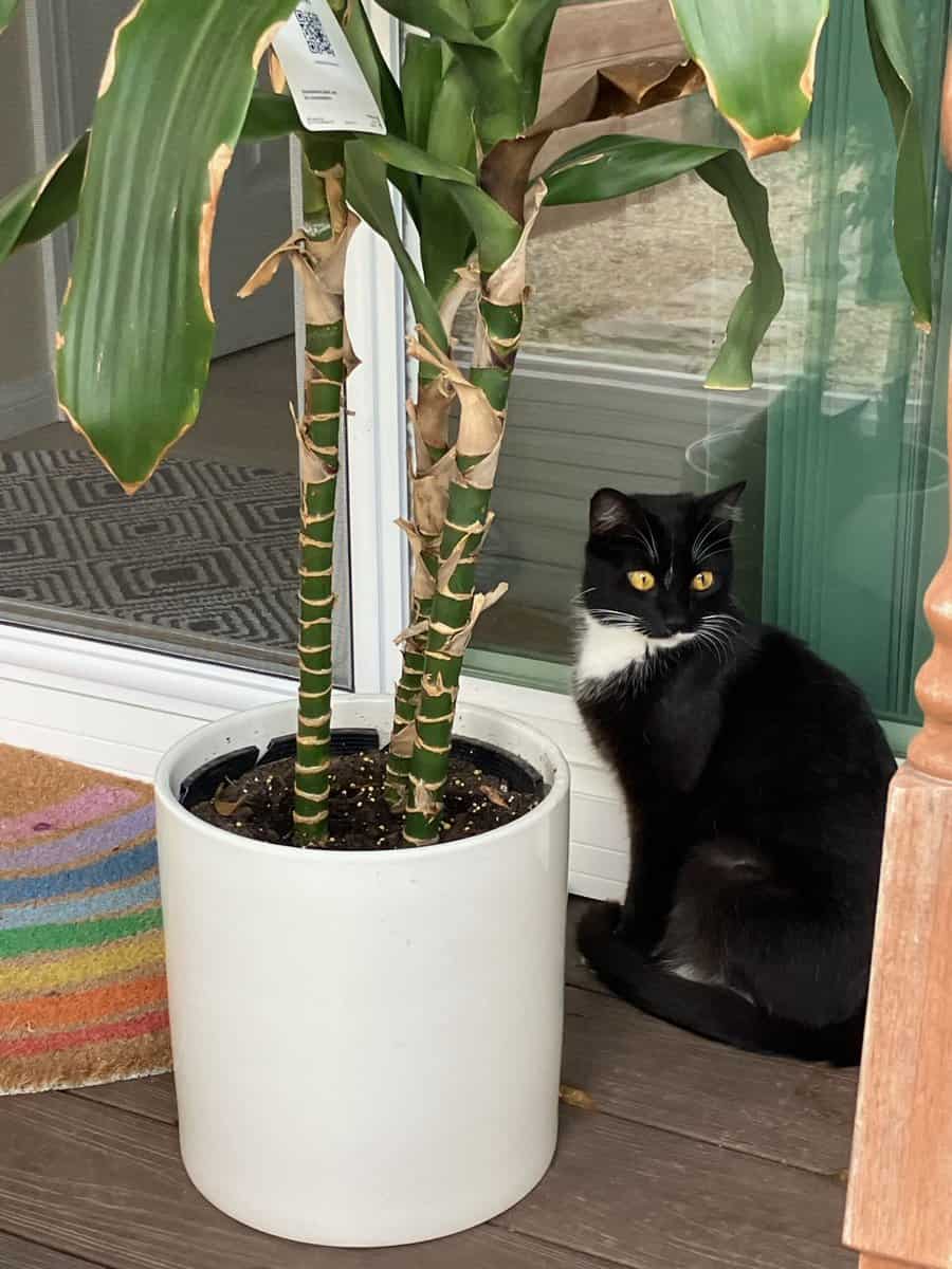 Free female tuxedo cat image 1