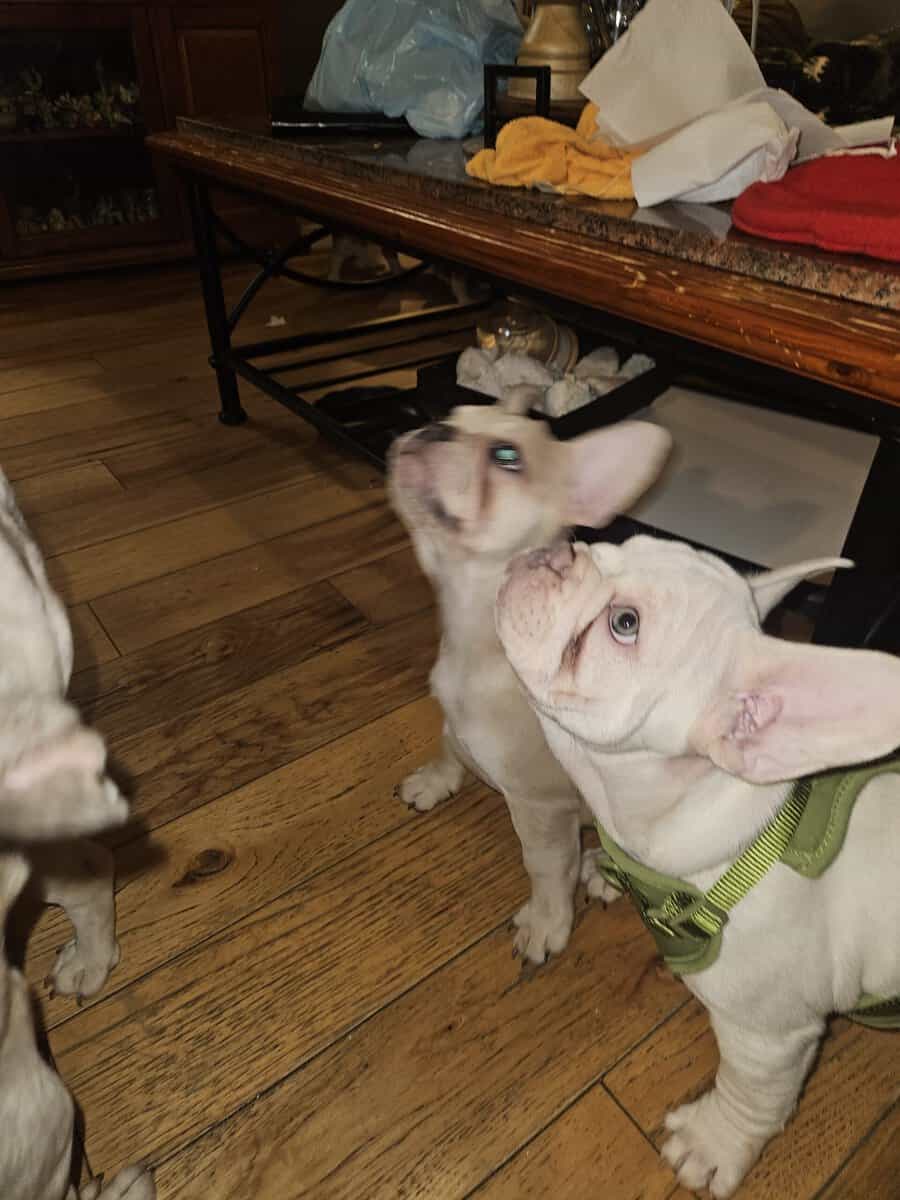French bulldogs puppies image 5