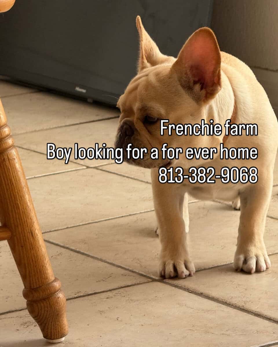 male 1 year fawn sweet, French bulldog image 2
