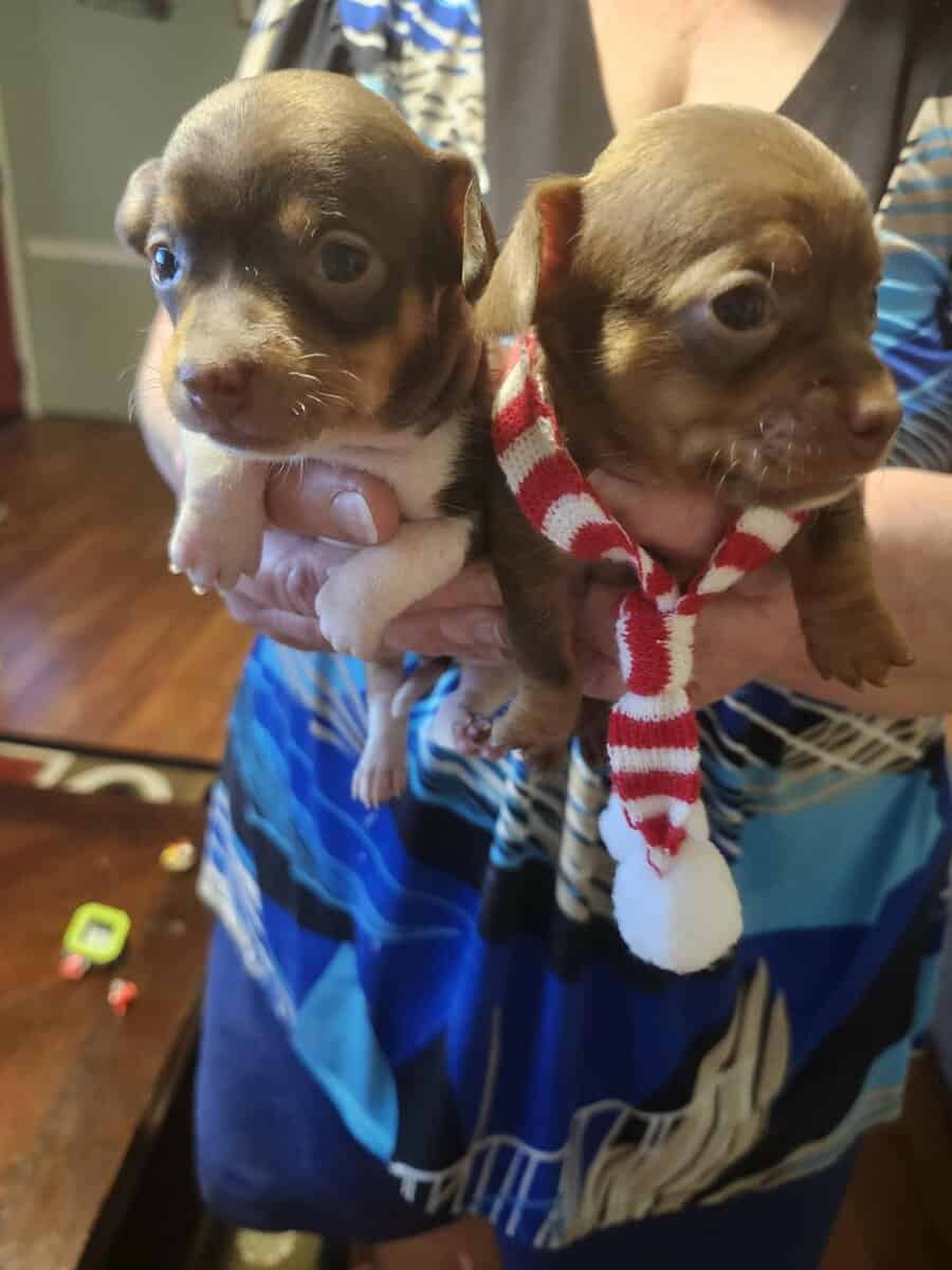 Chihuahua puppies for sale image 7