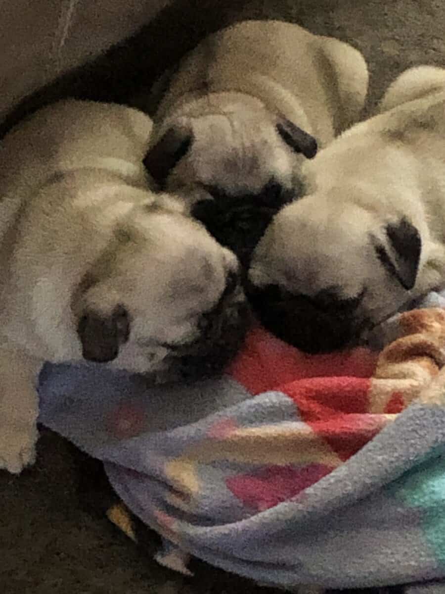 PUG PUPPIES image 2
