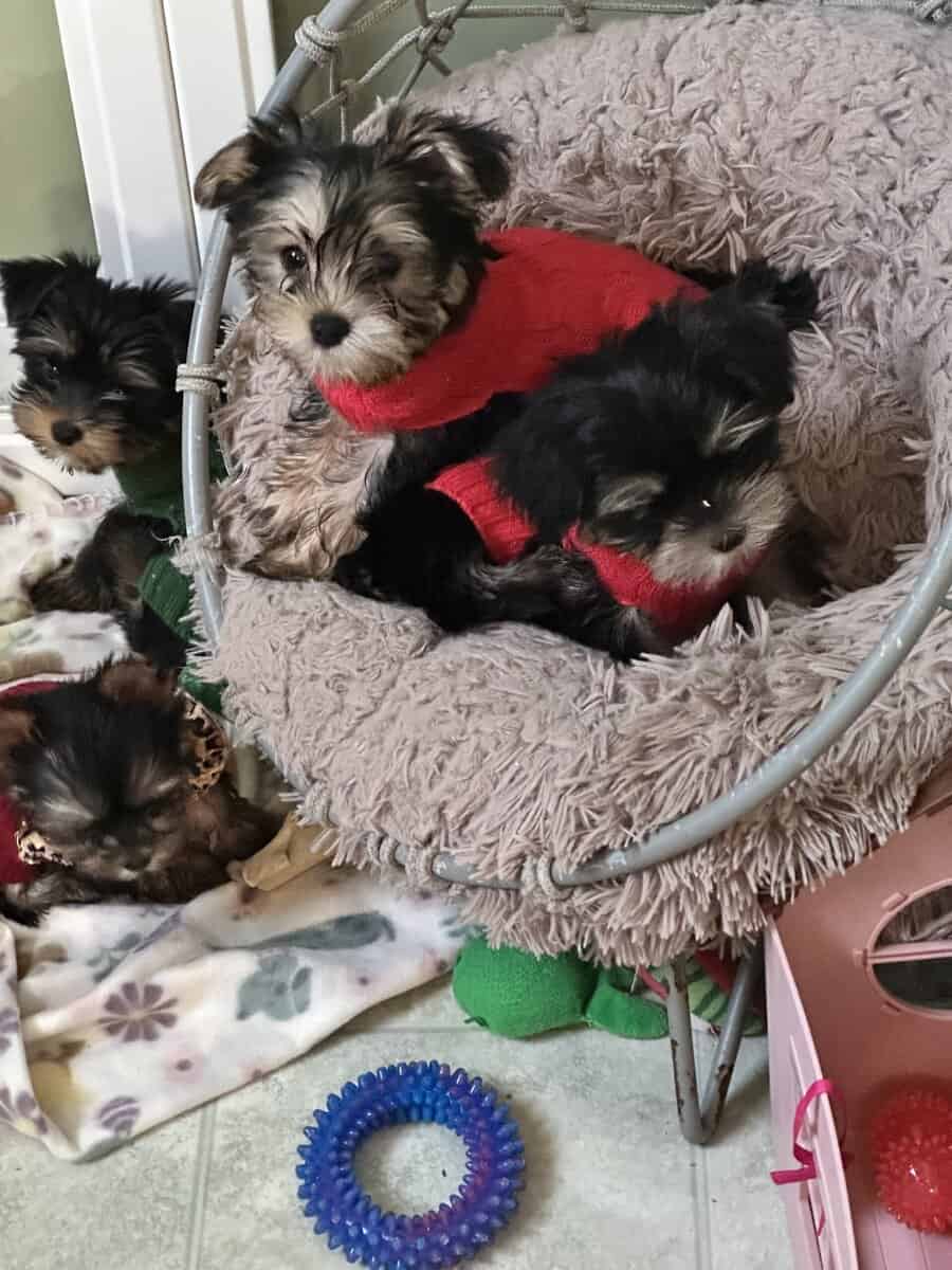 SC yorkie puppies image 1