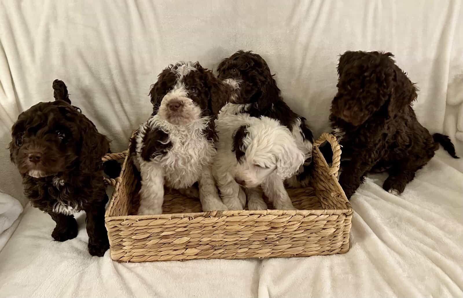Multigen Labradoodles for Sale image 2