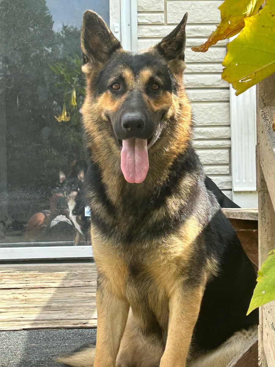 German Shepherd Puppies image 20