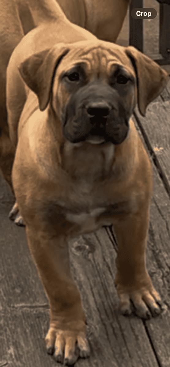South African Boerboel female puppy image 2