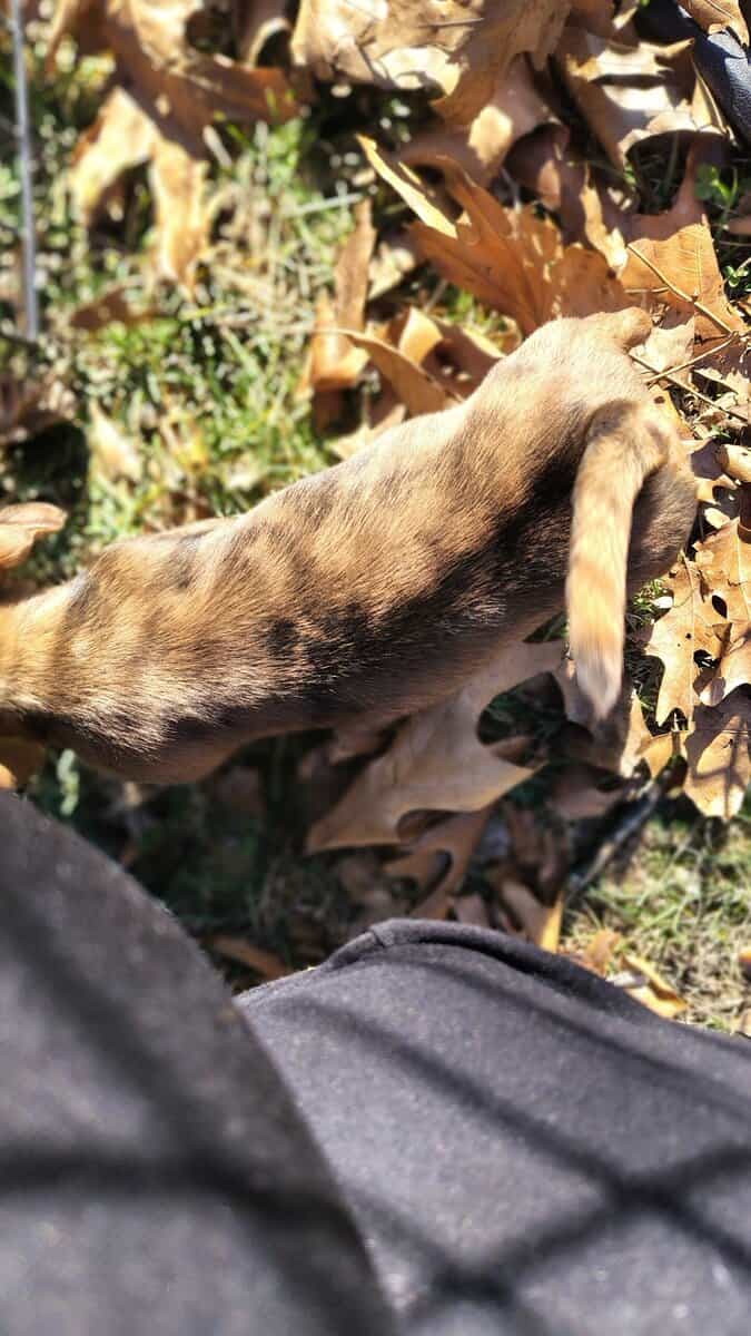 Mini Dachshund image 9