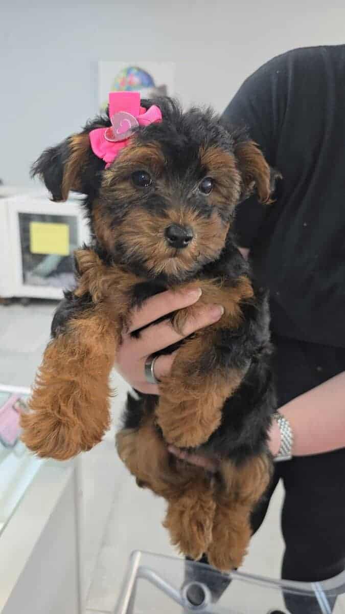Beautiful 6 month old Yorkipoo image 8