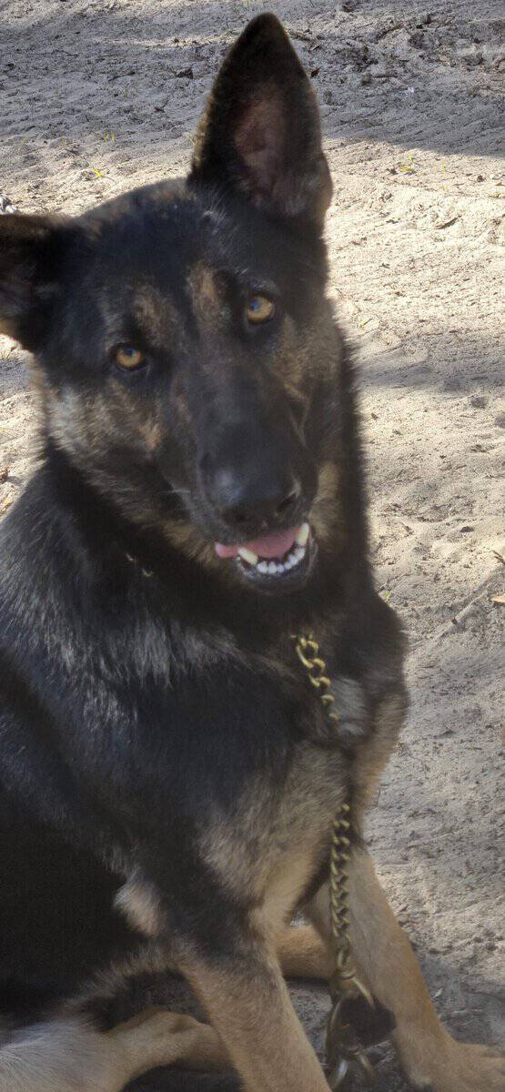 German Shepherd female image 1