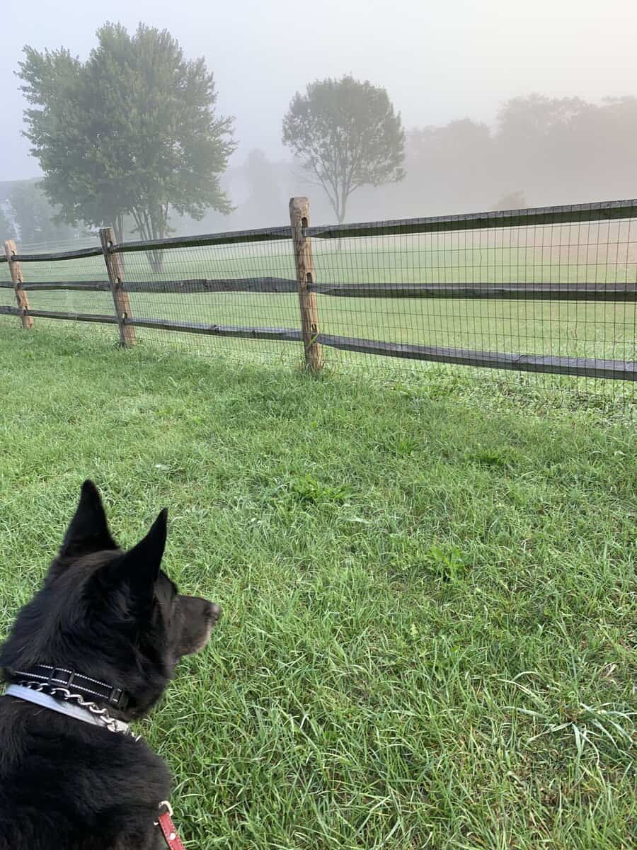 looking for home for my German Shepherd image 5