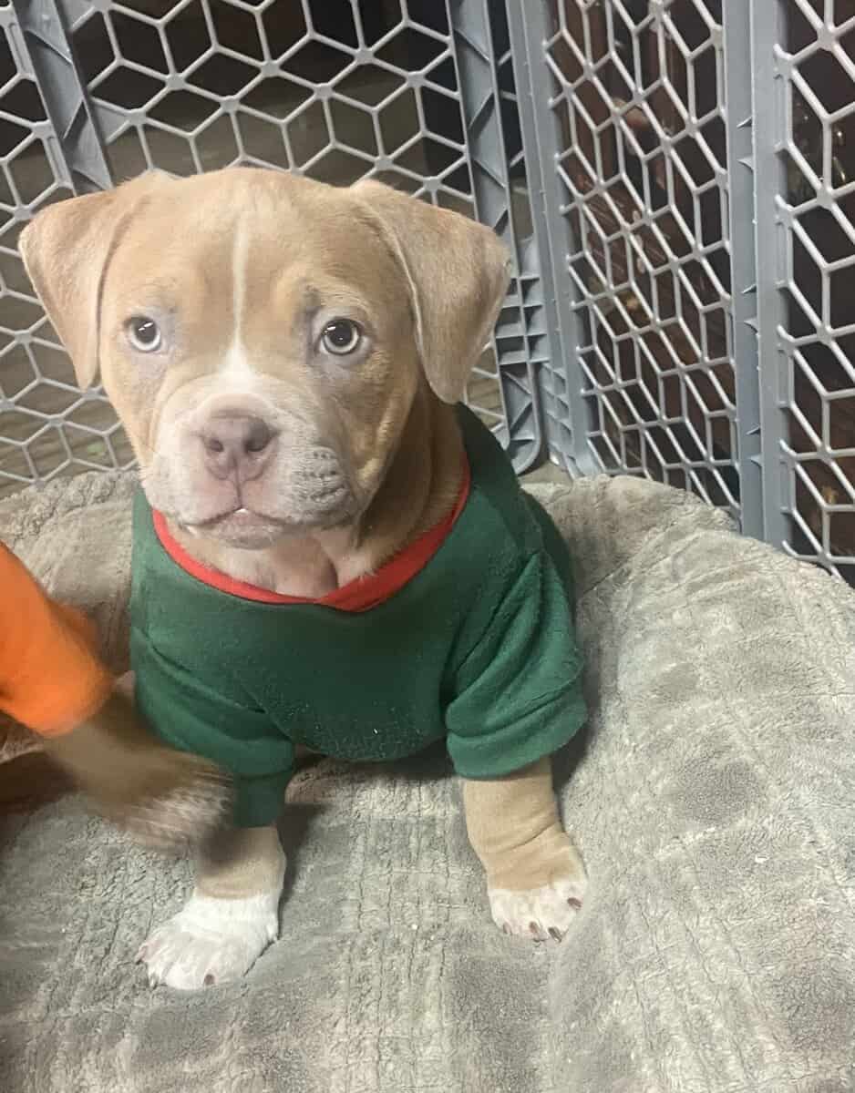 American bully image 5