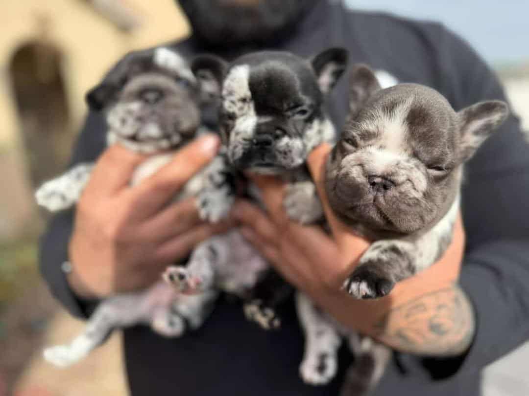 Bigrope fluffy french bulldog image 1