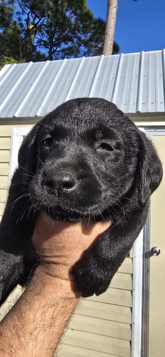 AKC Labrador puppies need new homes image 7