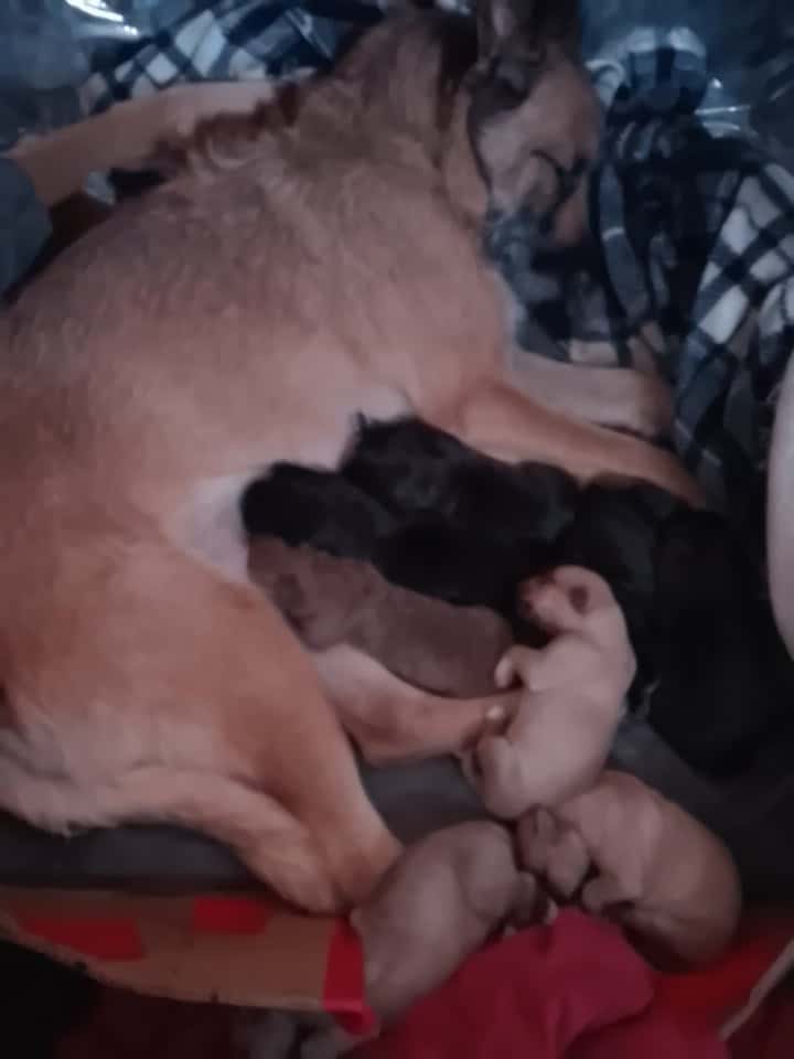 4 Puppies Needing a Forever Home image 1