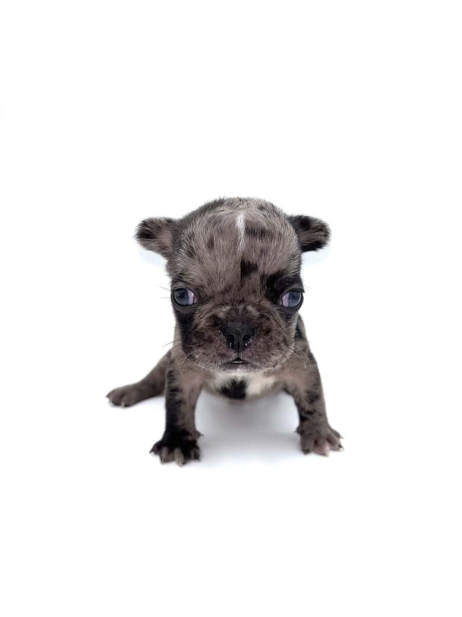 Frenchies carrying pink and fluffy image 14