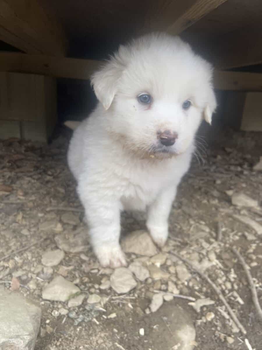 Great pyrennese puppies image 1