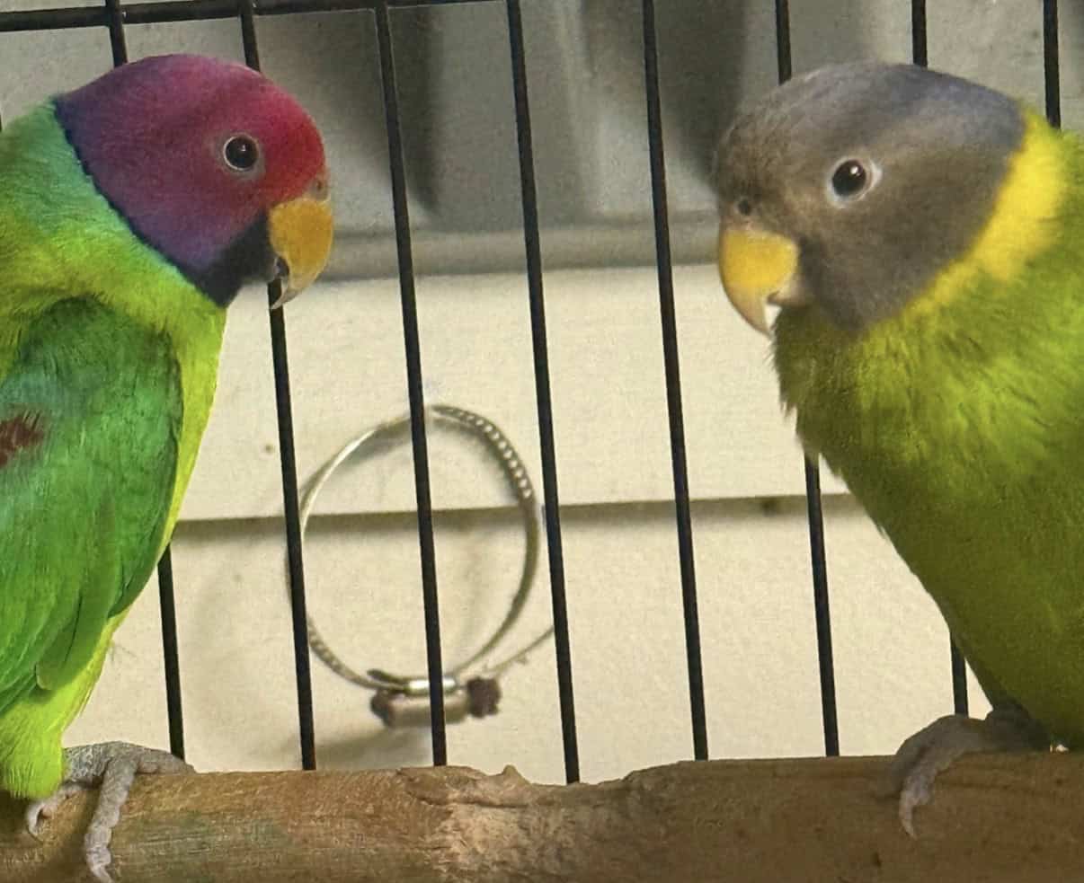 Bonded Pair of Plumb Headed Parakeets image 1