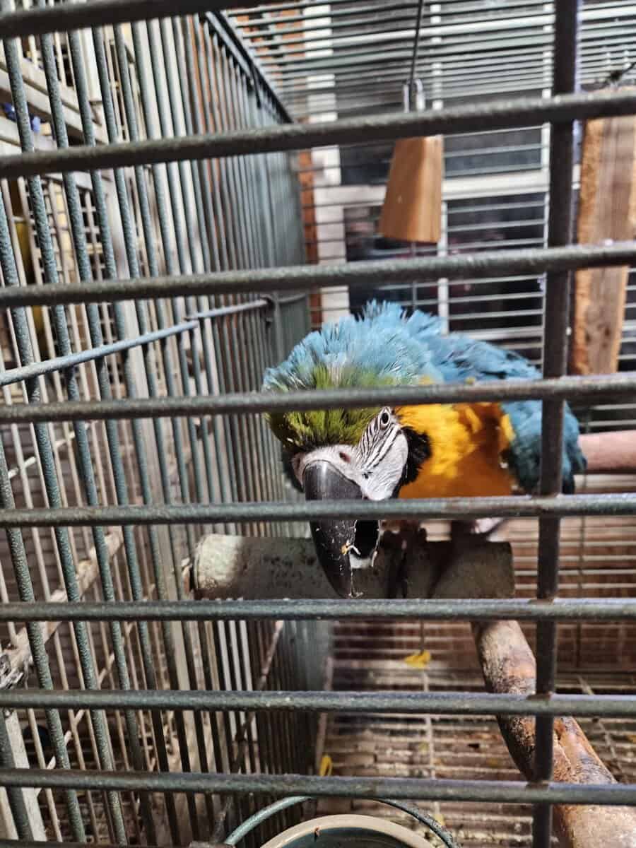 Maccaw image 1