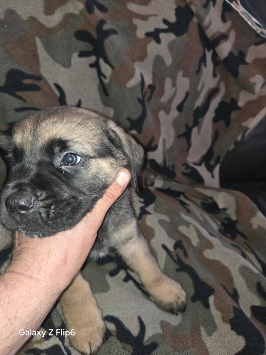 Mans best friend image 4