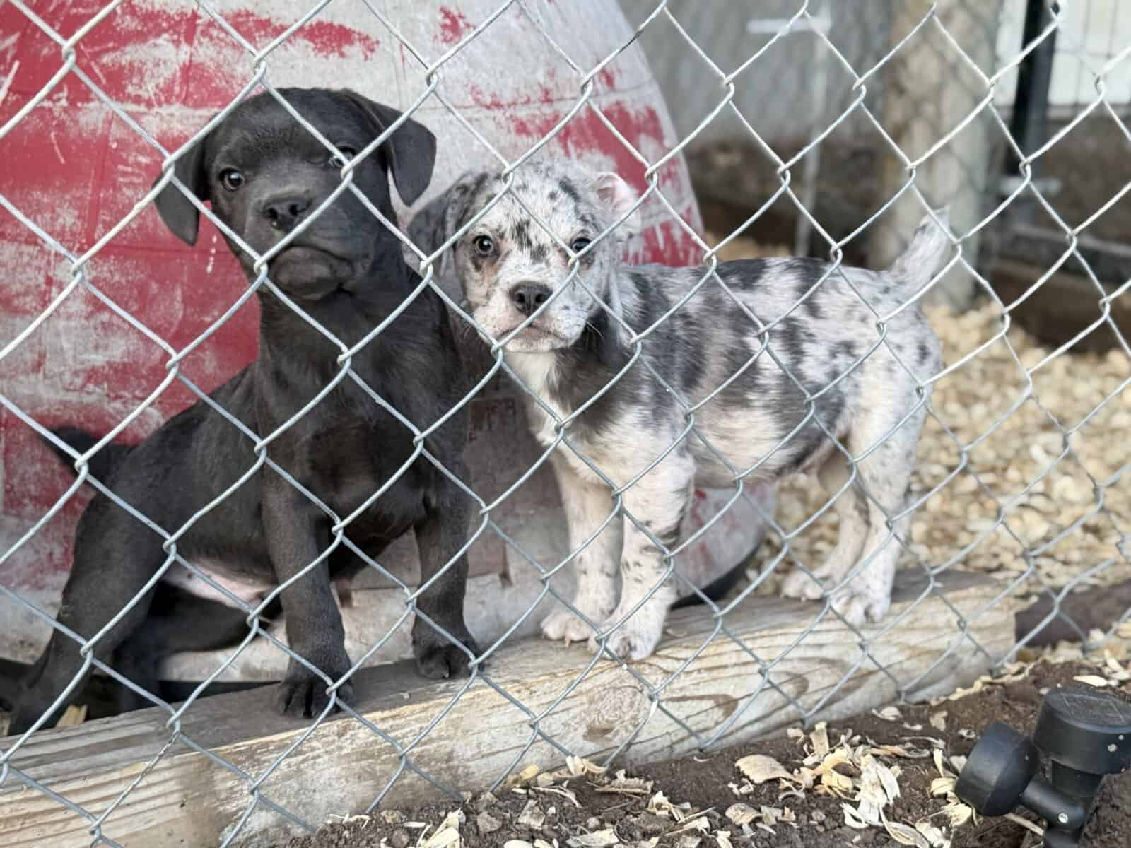 Zelda x Tiaga: Frenchador Litter image 21