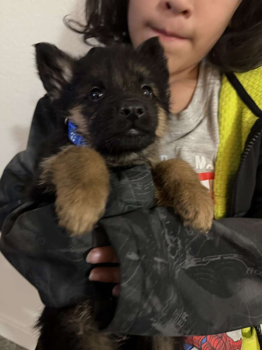 AKC German Shepherd puppies image 14