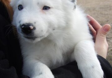 ABCA Border Collie Male Born 11-14-25