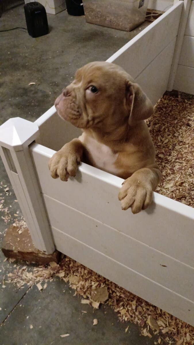 Male Olde english bulldogge image 4