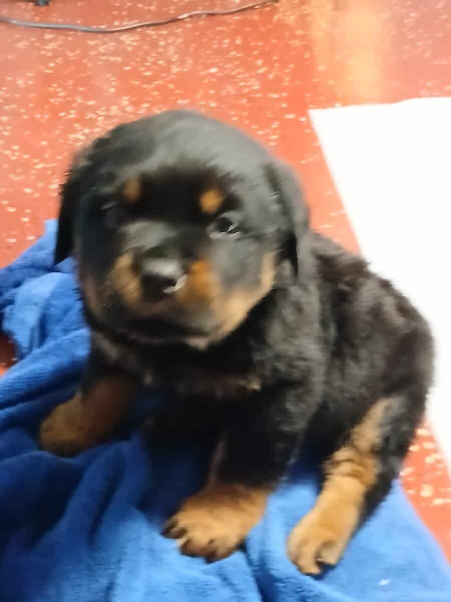 German Rottweiler puppies image 1