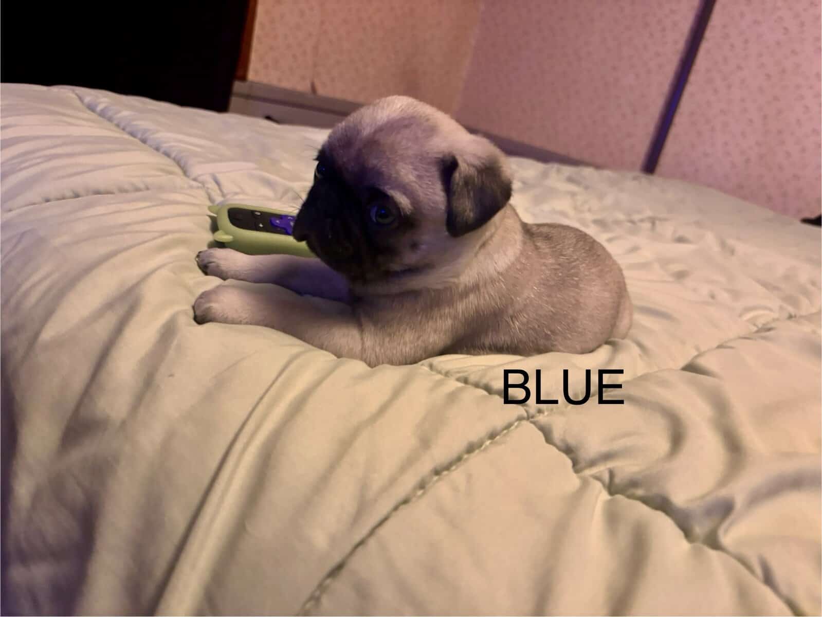 PUG PUPPIES!! image 14