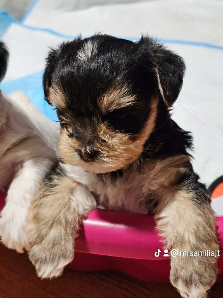 Parti Yorkie needs furever home image 4