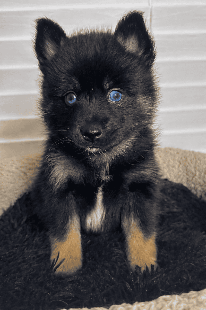 Pomsky puppies image 1
