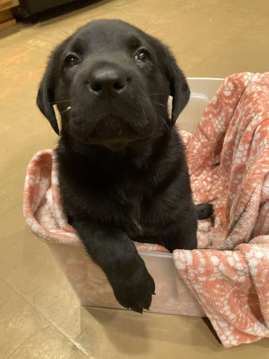 Lab mix puppies image 3