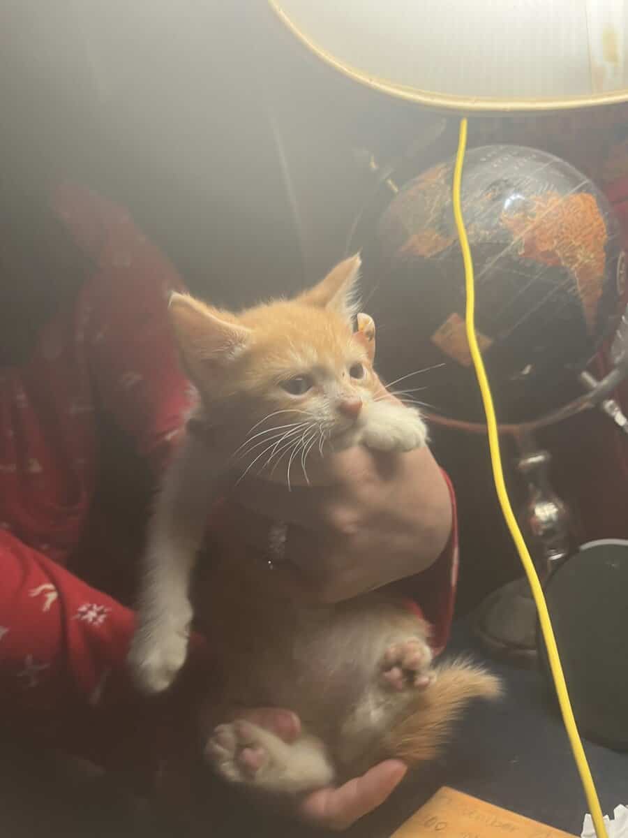 FREE KITTENS image 6