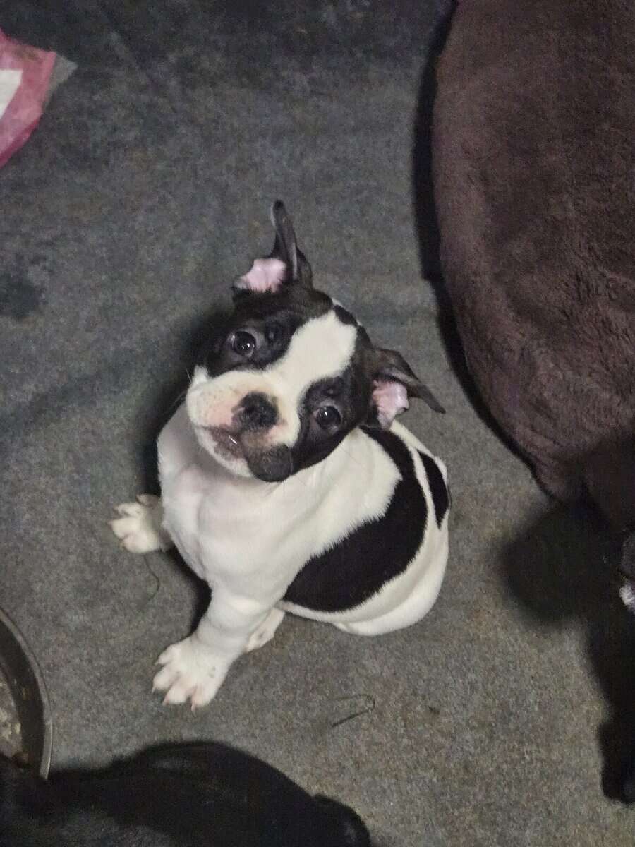 French Bulldog Puppies image 1