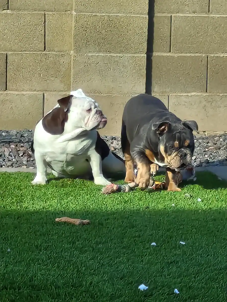 Male English Bulldog image 1