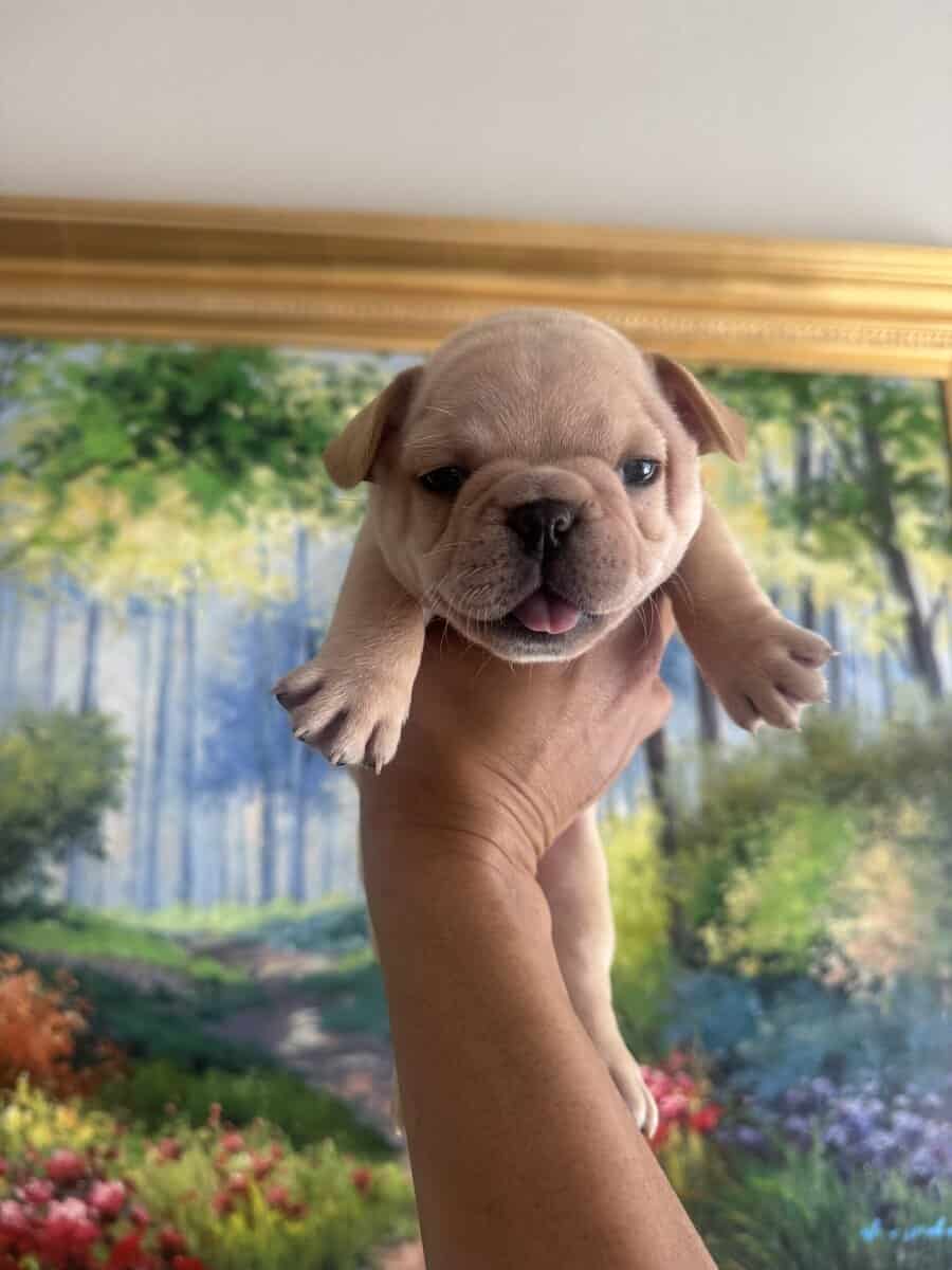 French Bulldog Puppies image 17