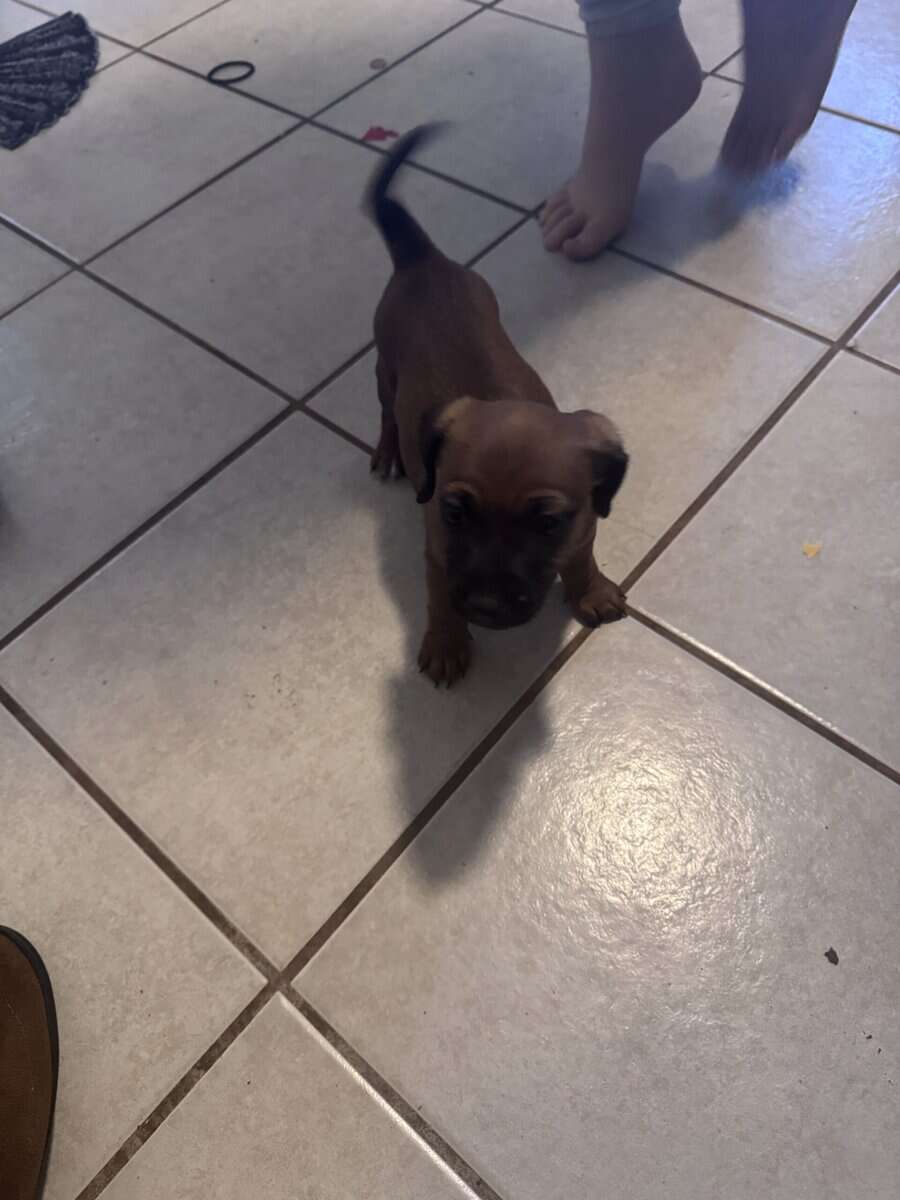 Jack Russell mix image 5
