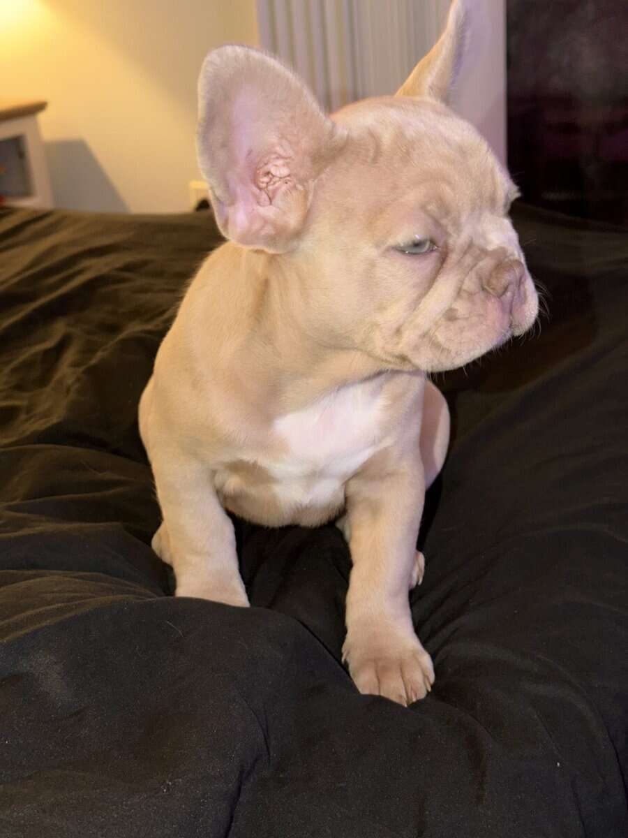 Beautiful Cream French Bulldog Female image 3