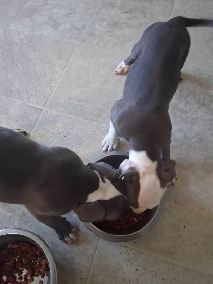 Pit bull puppies two males image 2